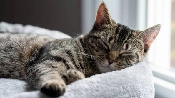 gato durmiendo